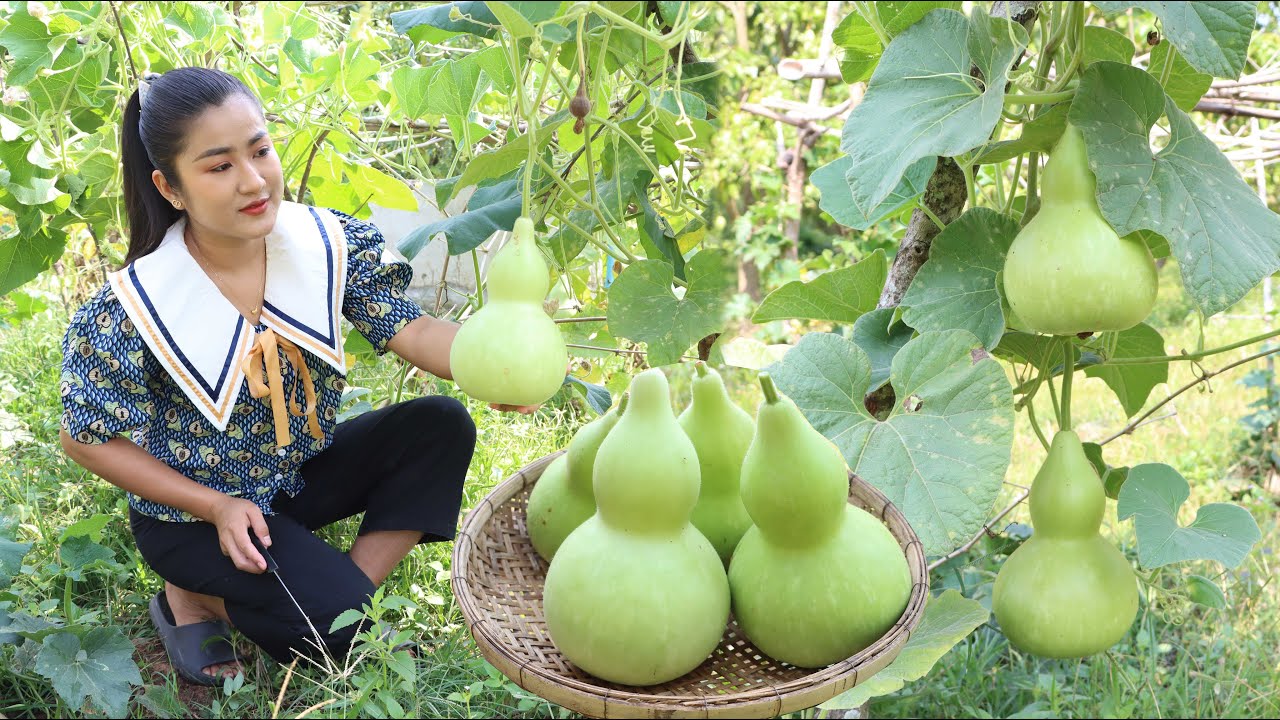 3 Months pregnant mom harvest cute bottle gourd for cooking Cooking