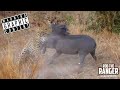 Leopard Vs Warthog: Incredible Battle for Survival!