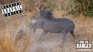 Leopard vs Warthog: Mortal Combat In The Wild!