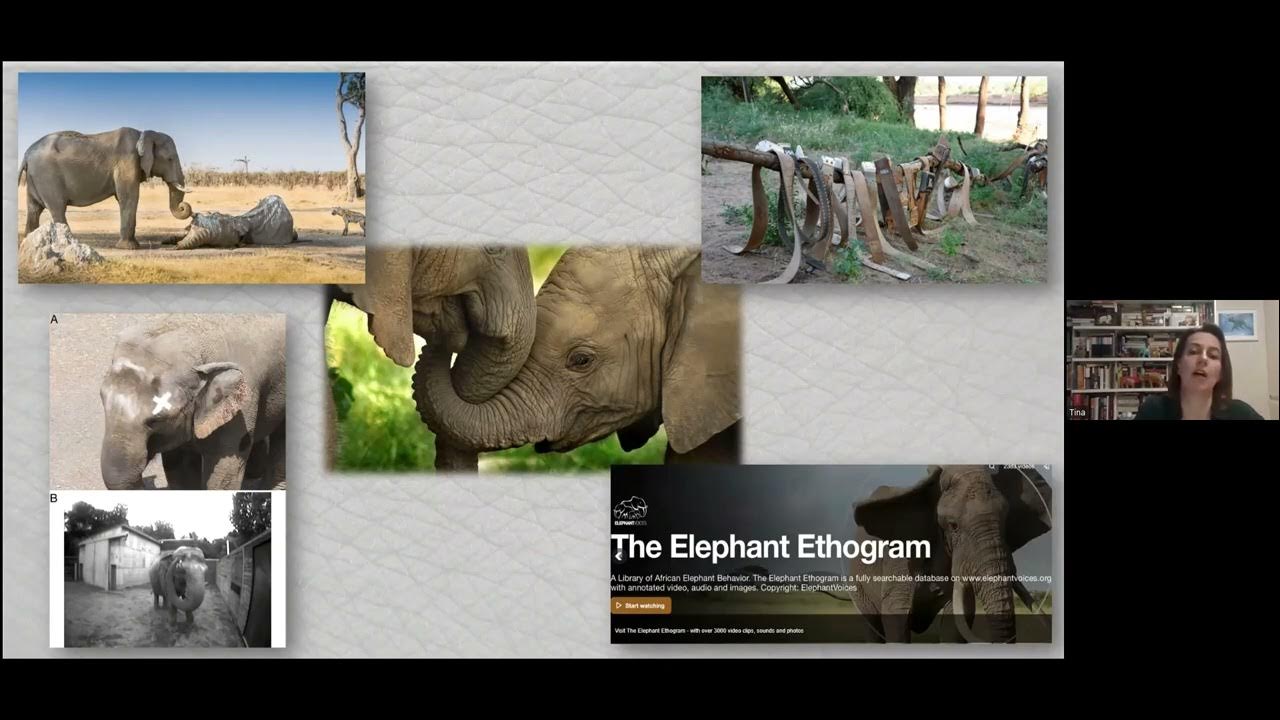 The Elephant Ethogram