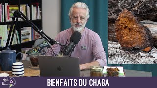 Bienfaits du chaga