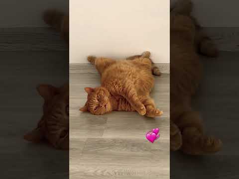 В МИРЕ ЖИВОТНЫХ #türkiye #shorts #köpek #кот