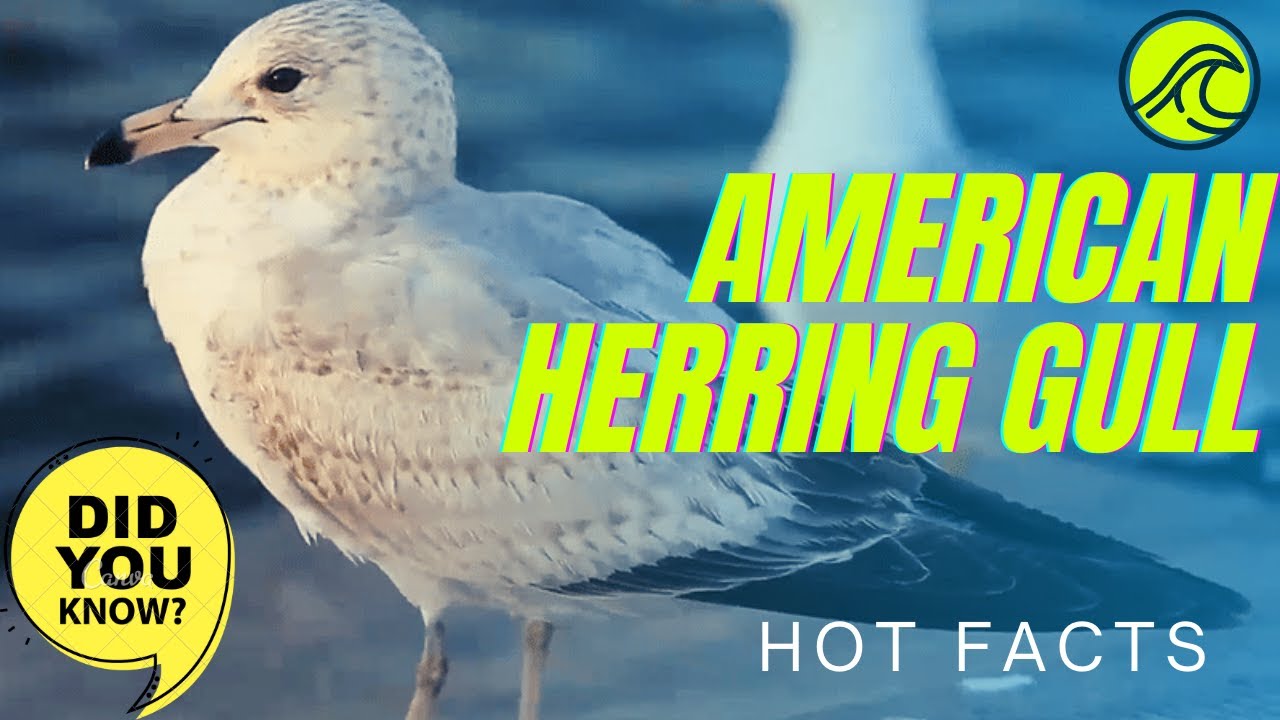 American herring gull facts 🦆 Smithsonian gull 🦆 breeds in North America