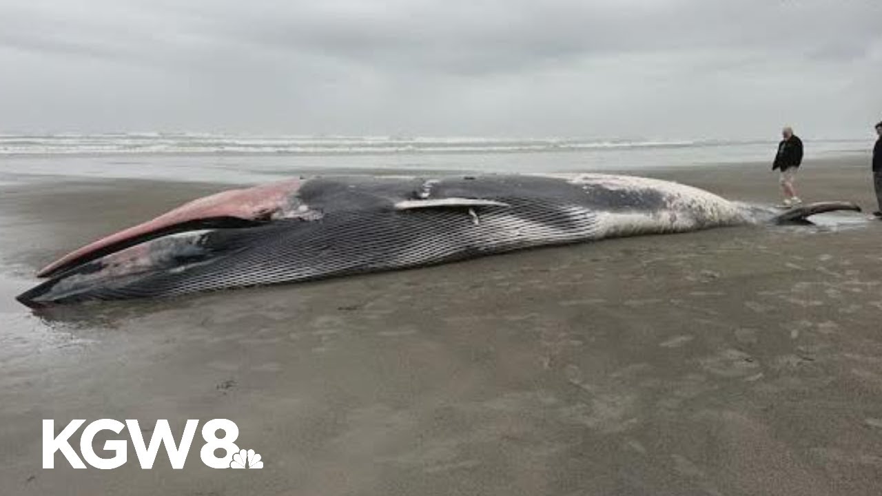 47-foot dead whale washes ashore Oregon beach