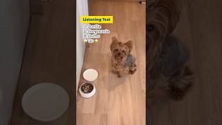 Listening Test With A Clever Yorkshire Terrier Puppy That Passed 3 Wrong Words #shorts #yorkie