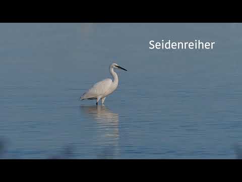 Wildlife Beobachtungen am