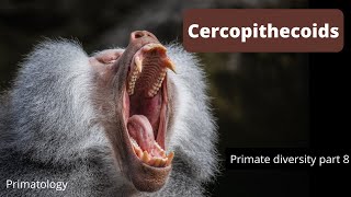 Cercopithecoids