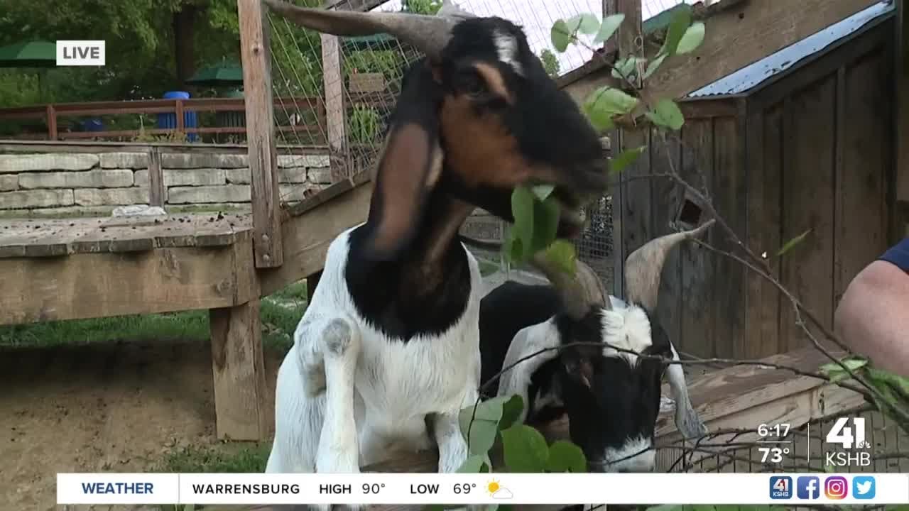 Keeping the Kansas City Zoo animals cool