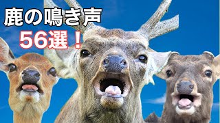 レアな鹿の鳴き声 56選！！ 【奈良公園】