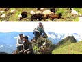 Life of Shepherd upto Himalayan Nepal