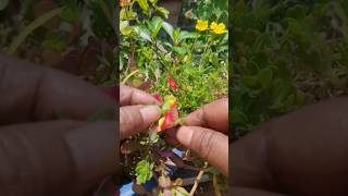 Purslane Pollination 💛#ytshorts #nature #gardening #grih_shobha