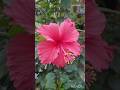 HIBISCUS FLOWER &amp; PLANT #flowers #plants #garden