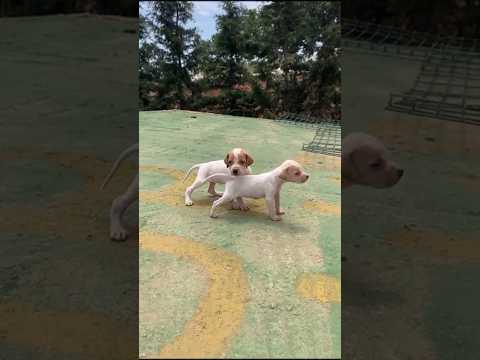 chien de chasse,