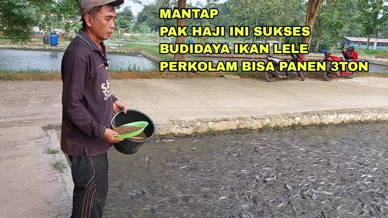 KEREN, PAK HAJI INI SUKSES BUDIDAYA IKAN LELE PERKOLAM BISA PANEN 3TON
