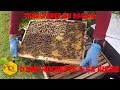 Tuto comment transfrer un essaim dabeilles achet dans sa ruche