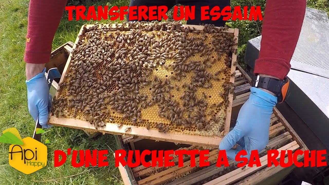 Tuto: Comment transférer un essaim d'abeilles acheté dans sa ruche