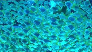 Fish - Stock Video Free To Use HD 4K