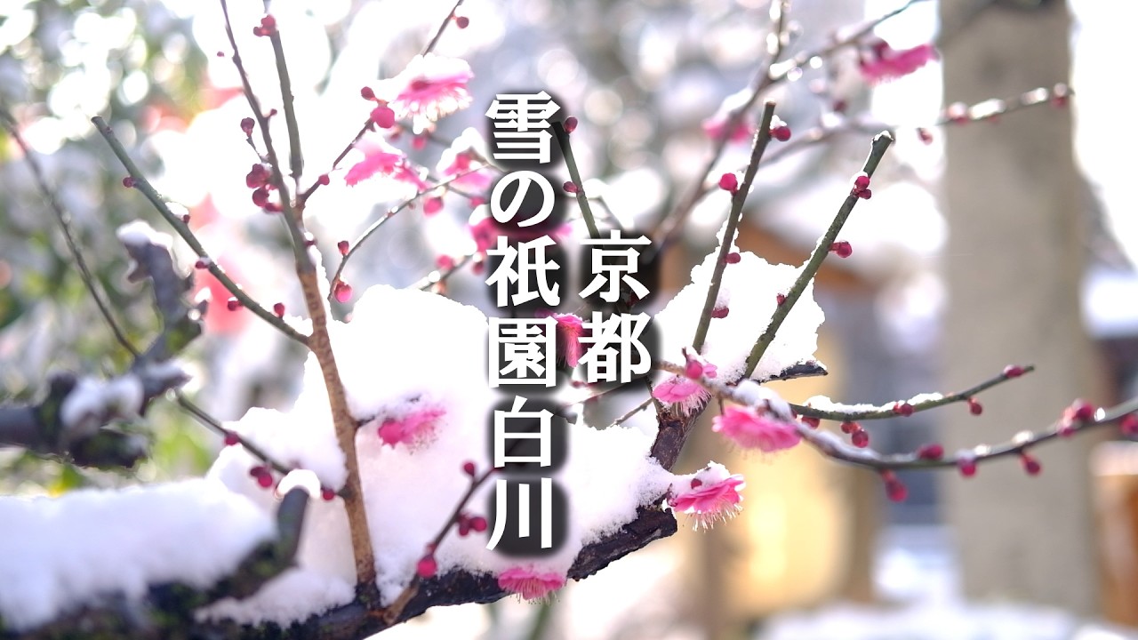 2月8日京都🌸雪に埋もれる梅の花　祇園白川 / 水火天満宮 / 上賀茂神社