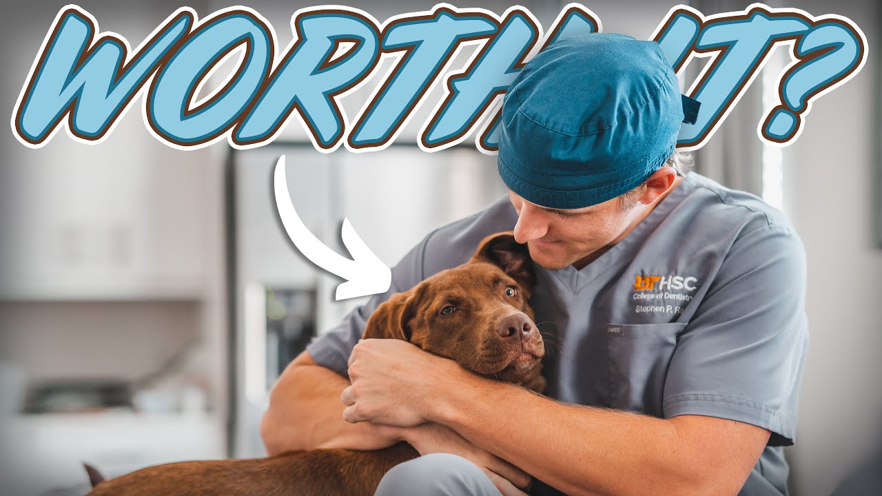 Should You Get A Dog In Dental School YouTube should-you-get-a-dog-in-dental-school-youtube