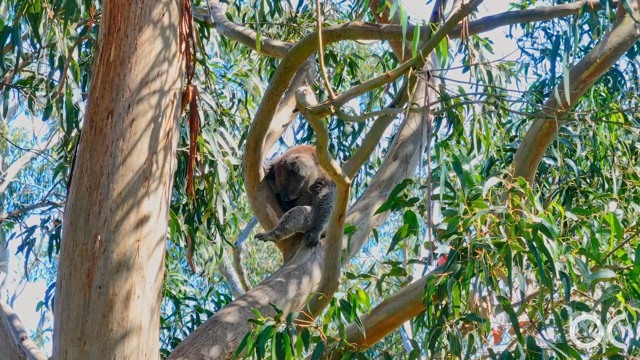 417 Cherry Gardens Road, Cherry Gardens | South Australia with Valerie Timms & Ellie Purton