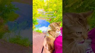 This is why love makes cats feel better ❤️ #cat #love #shorts