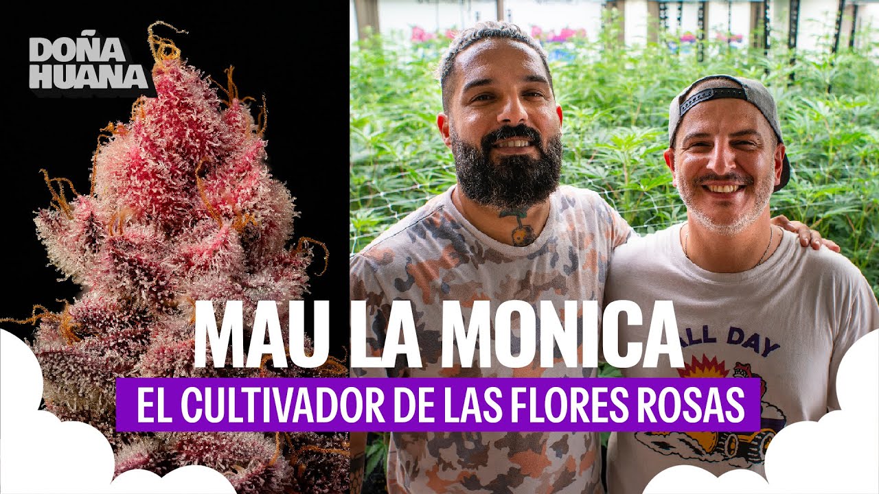 MAULA / LA ZAZA / FLORES SON ROSAS? / COMO CONOCIÓ AL DUKO? / COMO CULTIVA EN SU SALA