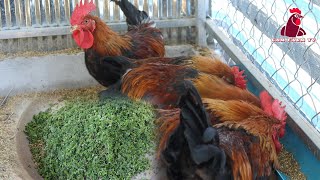 Raising Chickens: Maintaining a healthy environment is key, Learn to cook low-cost meals