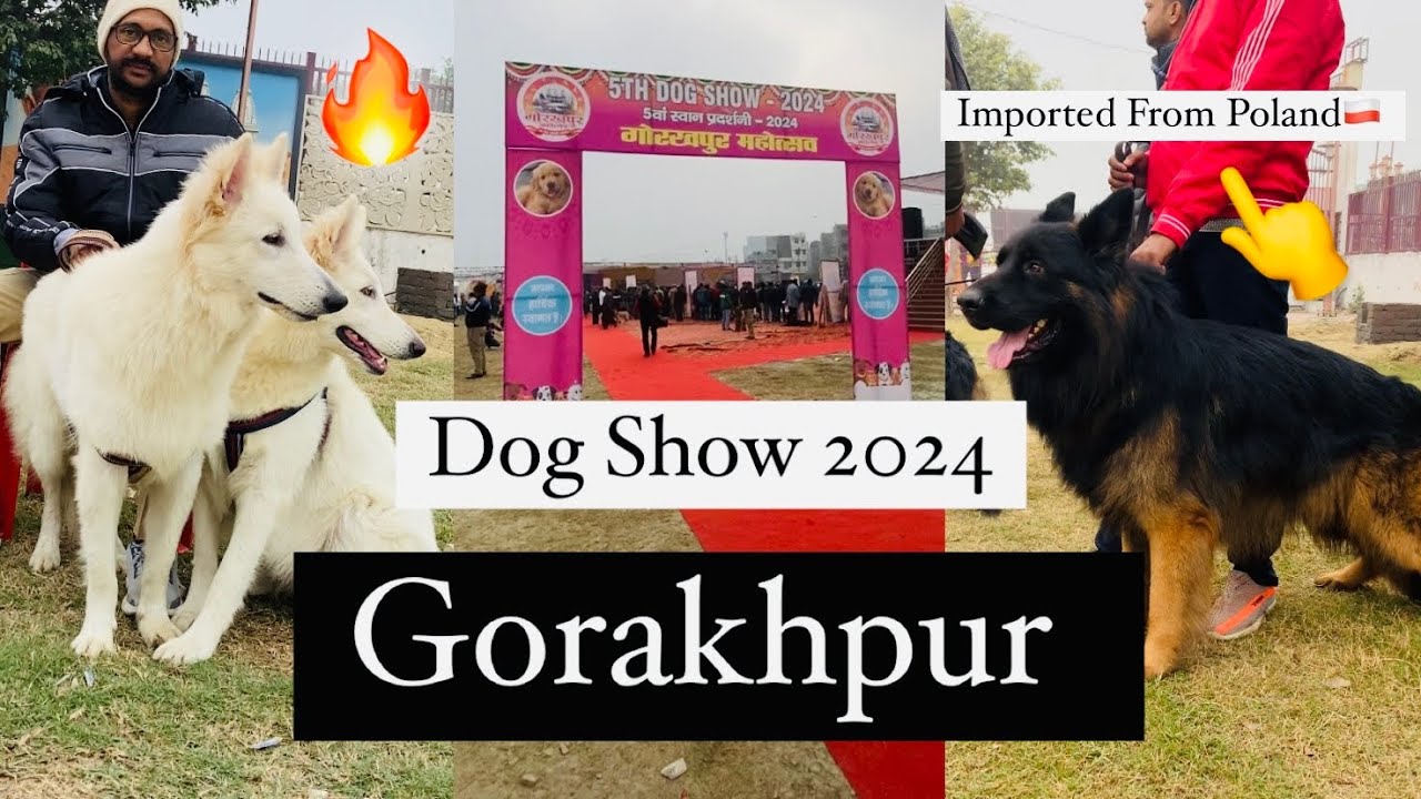 Dog Show Gorakhpur 2024 ll Imported German Shepherd , Husky, Labrador