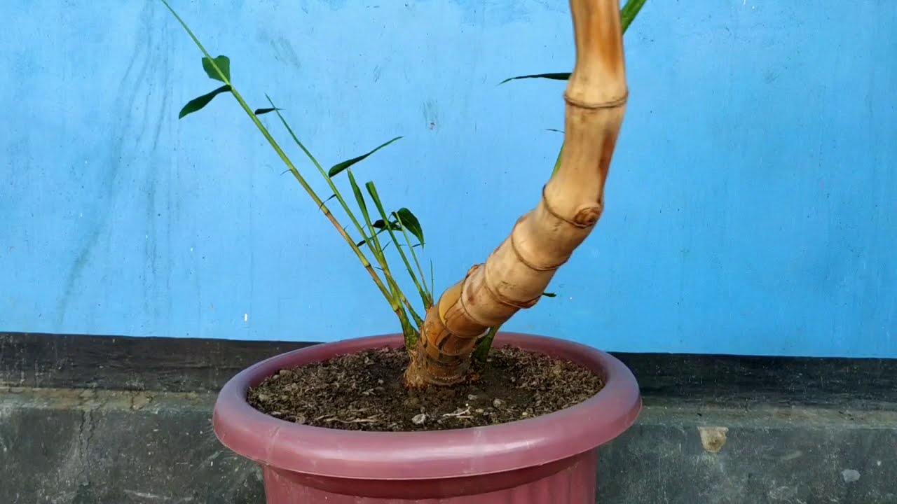 Bonsai bambu  kuning  YouTube