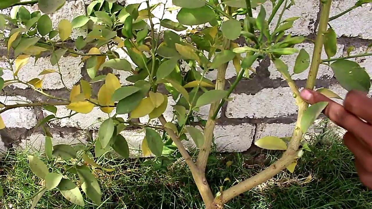 كيفية تقليم شجره الليمون وتربية الافرع بطريقه سهله وصحيحه Youtube