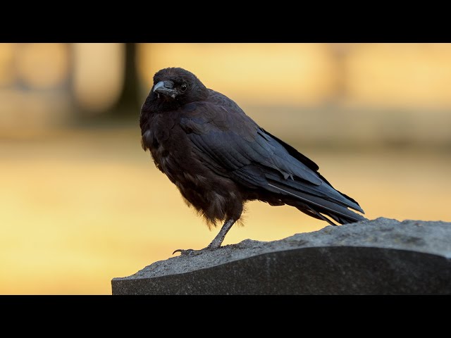 Calming and Restful, Crow