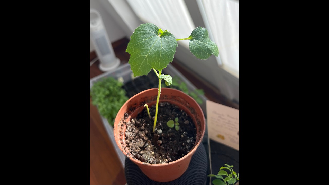 Cultivate 様　③④⑤⑥⑦各5本 New Season Collaboration Seminar - Homesteading & Permaculture