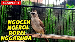 Suara Burung Trucukan Ngoceh Ropel Ngerol Garuda