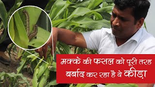 मक्के की फसल को पूरी तरह बर्बाद कर रहा है ये कीड़ा - Control of Fall Army Worm