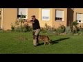 Tactical bahaviour in K-9 dog training 1 Tactical bahaviour in K-9 dog training 1