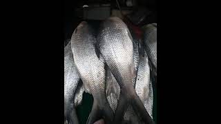 Pambansang isda sa pilipinas fresh Bangus/#short /#titascalisovlogtv