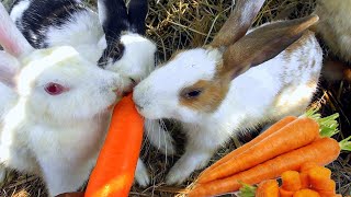 Rabbit eating Carrot and Banana || Rabb Eting ASMR by Ferdous : The travel king 344 views 3 months ago 2 minutes, 15 seconds