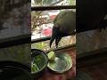 Hungry Crow Eating Egg 🥚😂#shorts #help #humanity #birds
