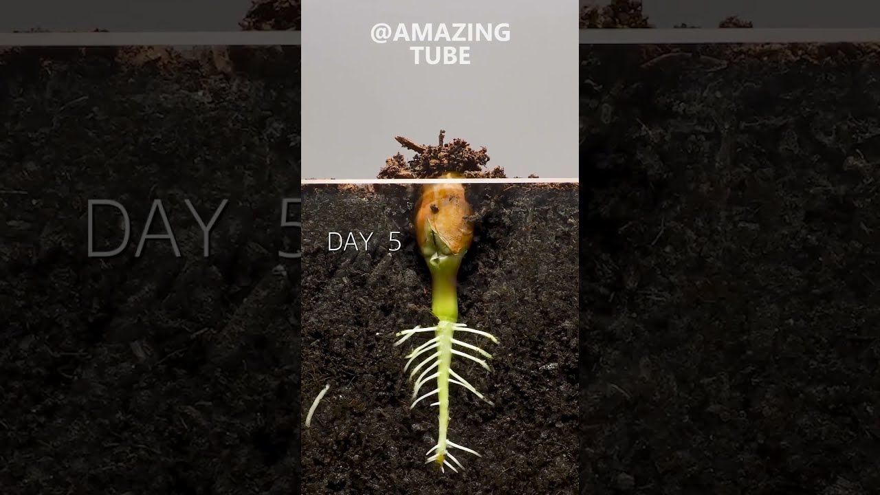 Peanut Time Lapse Amazingtube Timelapse