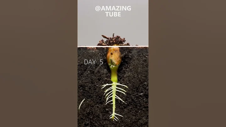 Peanut Time Lapse #amazingtube #timelapse - DayDayNews