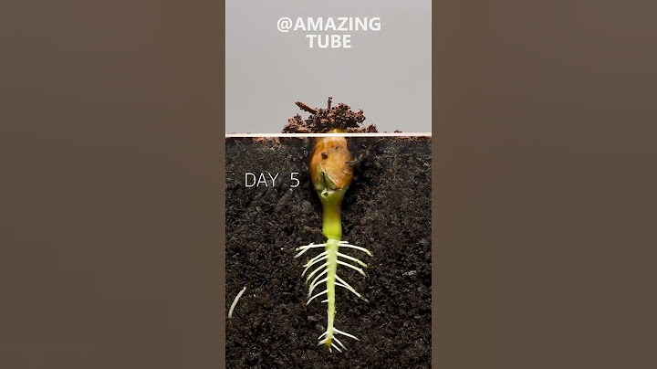 Peanut Time Lapse #amazingtube #timelapse