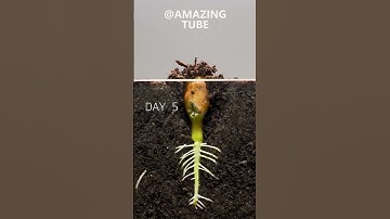 Thumbnail of Peanut Time Lapse #amazingtube #timelapse