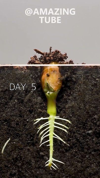 Peanut Time Lapse #amazingtube #timelapse