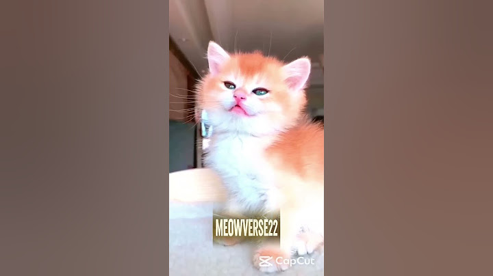 Cutest & Funniest Cat Moments That Will Make Your Day!  episode 2 🐾😂
