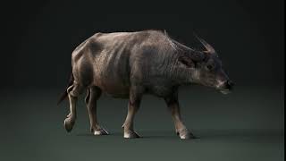 CGI 3D Animated Animal in Blender | Asian Buffalo & Water Buffalo