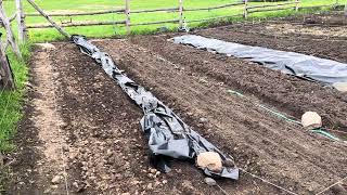 Garden update! 2024 May, can we grow things? #diygreenhouse #gardening #soil #regenerative