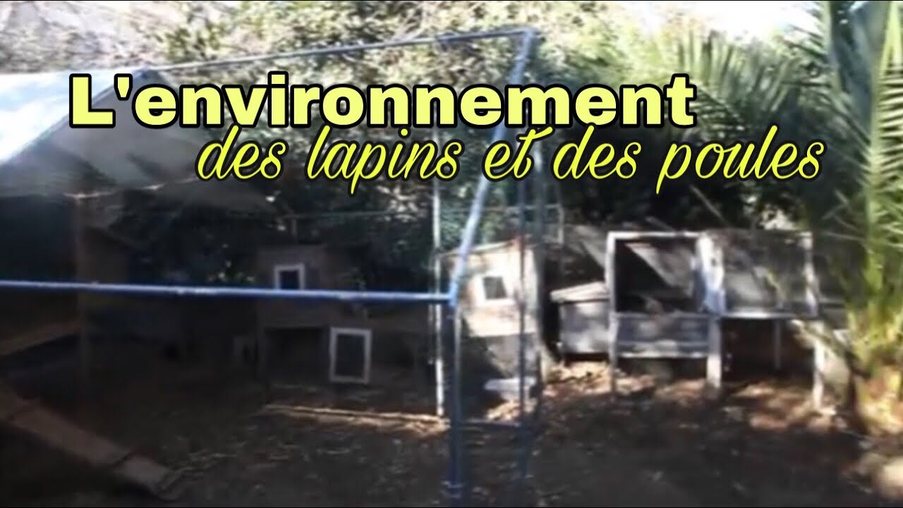 Room touR l’environnement des lapins et des poules