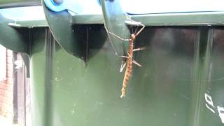 Stick Insect Climbing A Slippery Surface