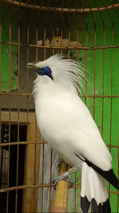 Bali Myna / Bali Starling / Rothschild's Mynah Nubi Gacor #balistarling #chirpingmania #birdmaster