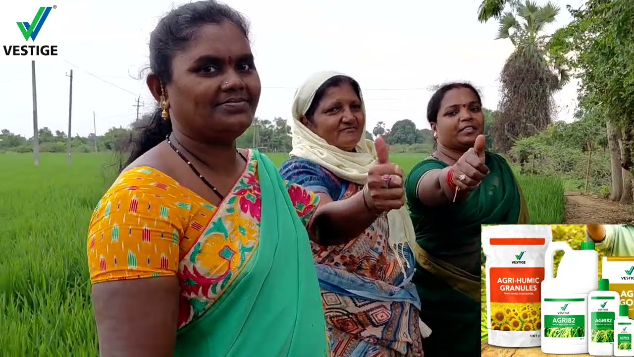 Vestige agri products result for paddy crop excellent result 👏 👍 👌 